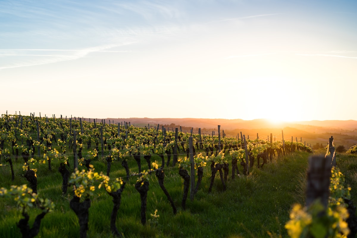 Vineyard rows in the Santa Ynez Valley wine country